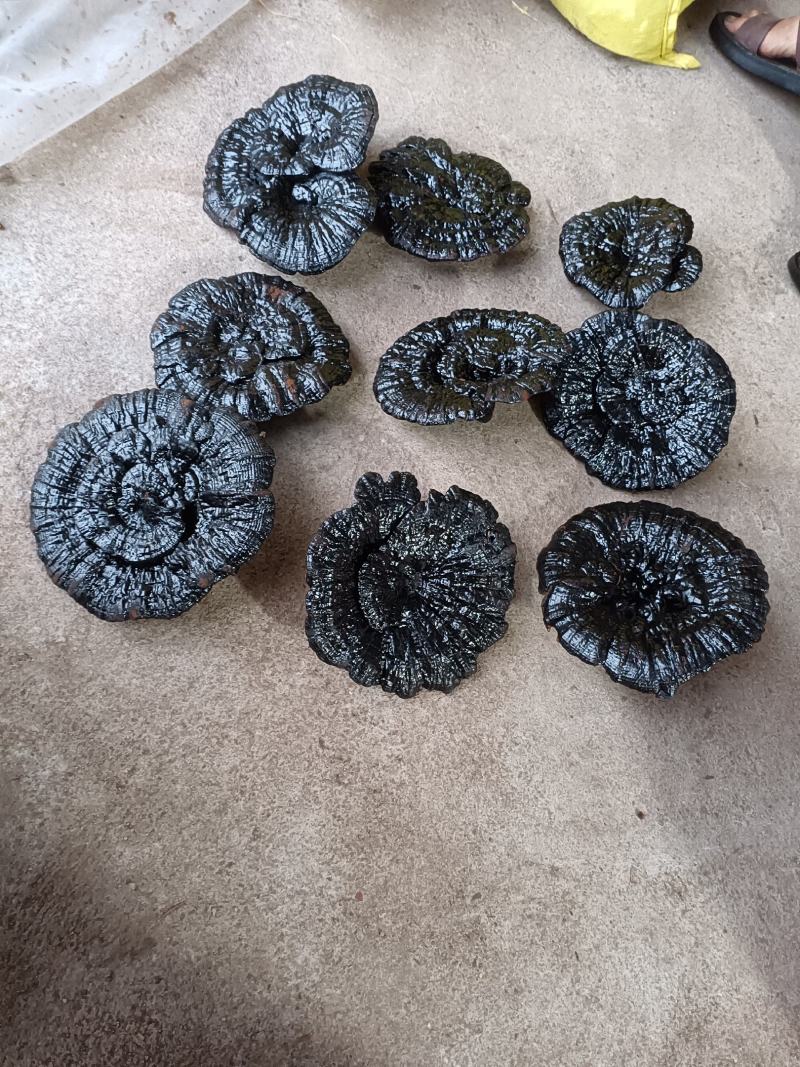 便宜紫灵芝通货灵芝黑灵芝