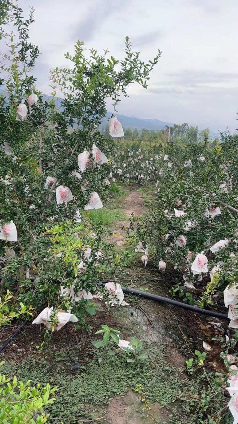 丽江石榴可大量供货