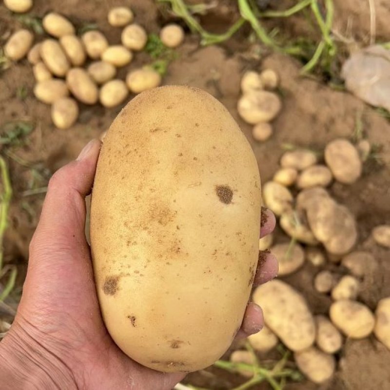 陕西土豆大量上市，货源充足，品种多，V7，沃土5号，希森