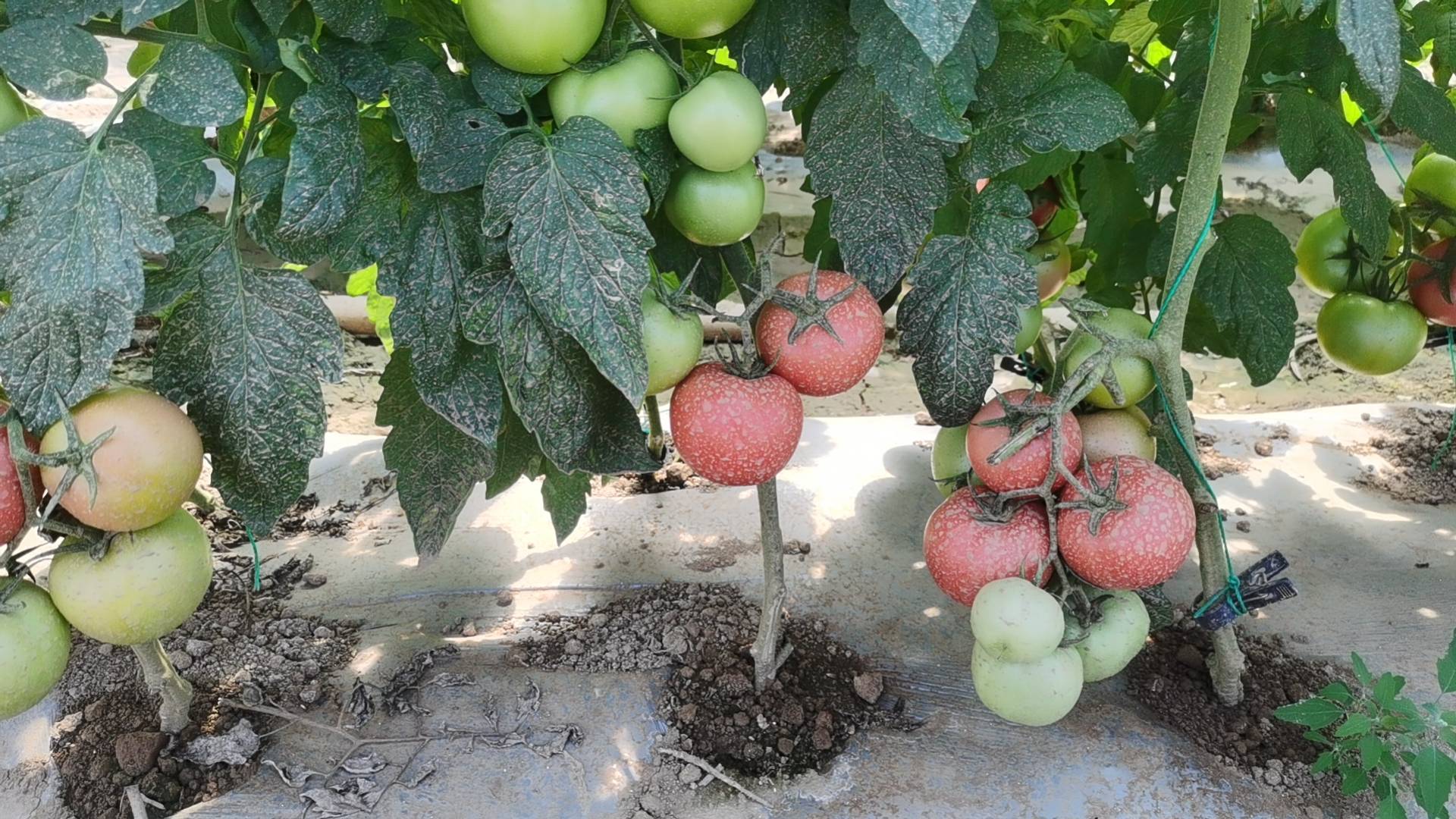 硬粉西红柿标准化种植场景图:展现规模化、规范化生产状态,体现品种稳定性与农艺管理水平 硬粉西红柿田间实拍:整齐搭架栽培,藤蔓健壮,果实成串悬挂,多数已转色至八至九成熟,表皮红艳均匀,无畸形果或日灼斑