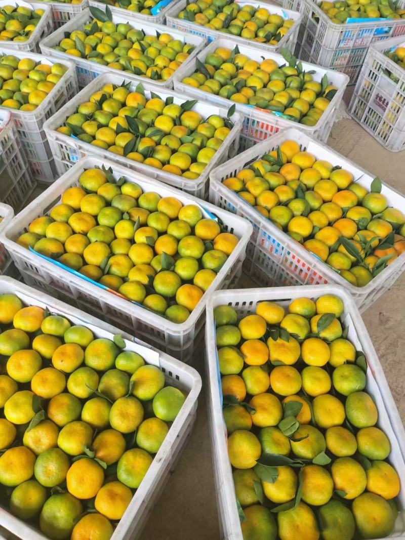 【诚信优选】蜜橘️产地直供量大从优视频看货