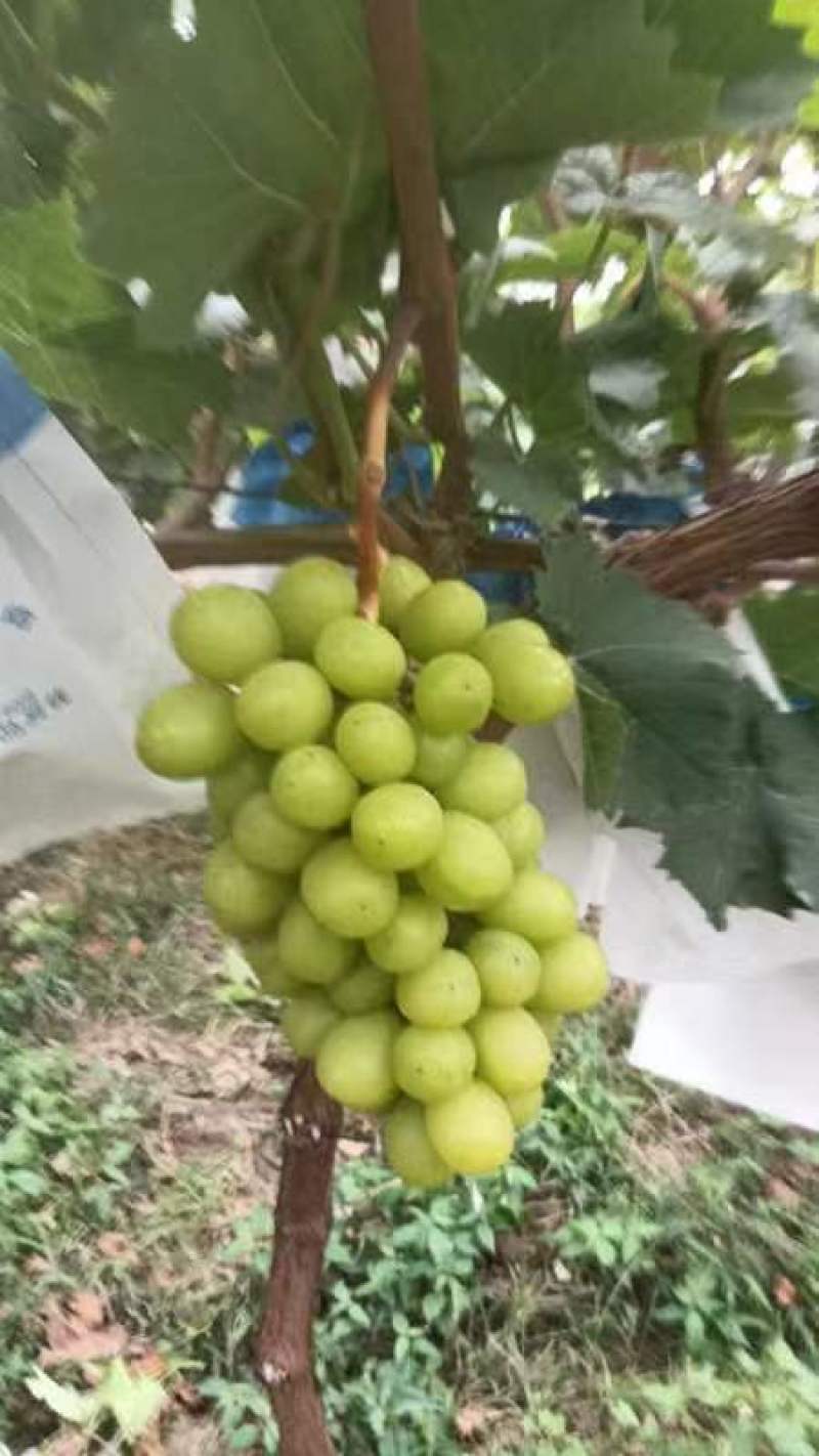 陕西渭南葡萄阳光玫瑰晴王葡萄大量上市对接市场电商团购等