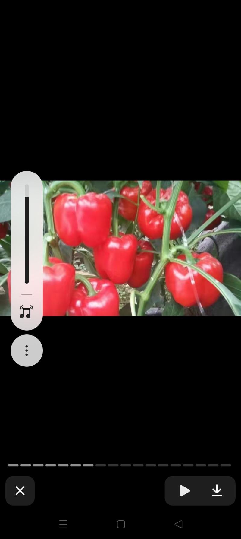 菜椒