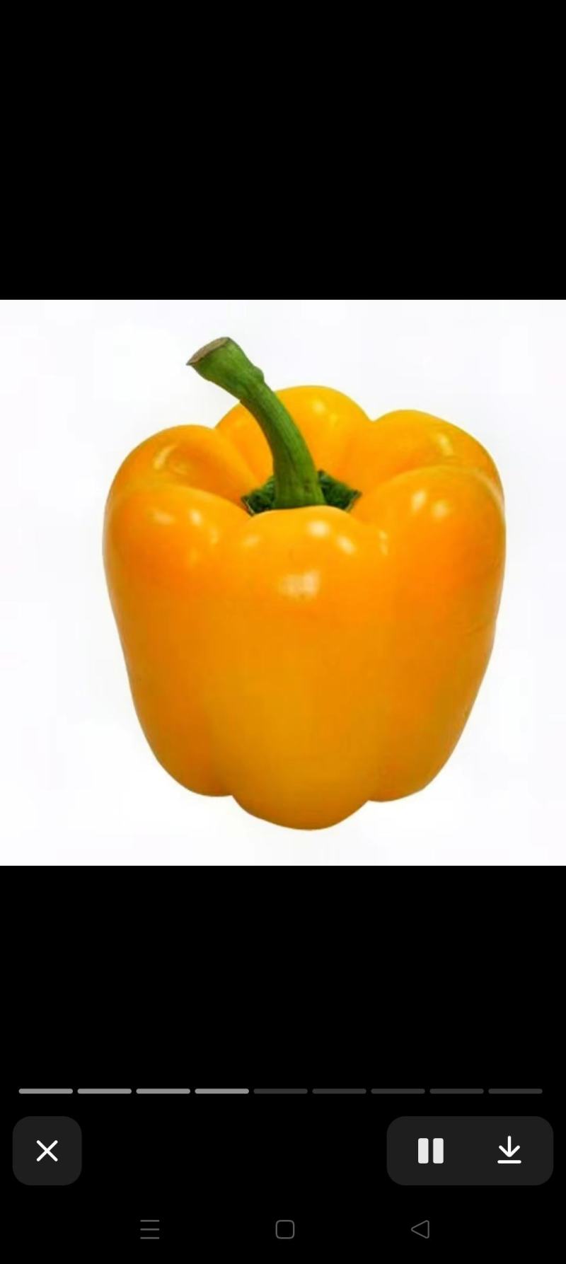 菜椒