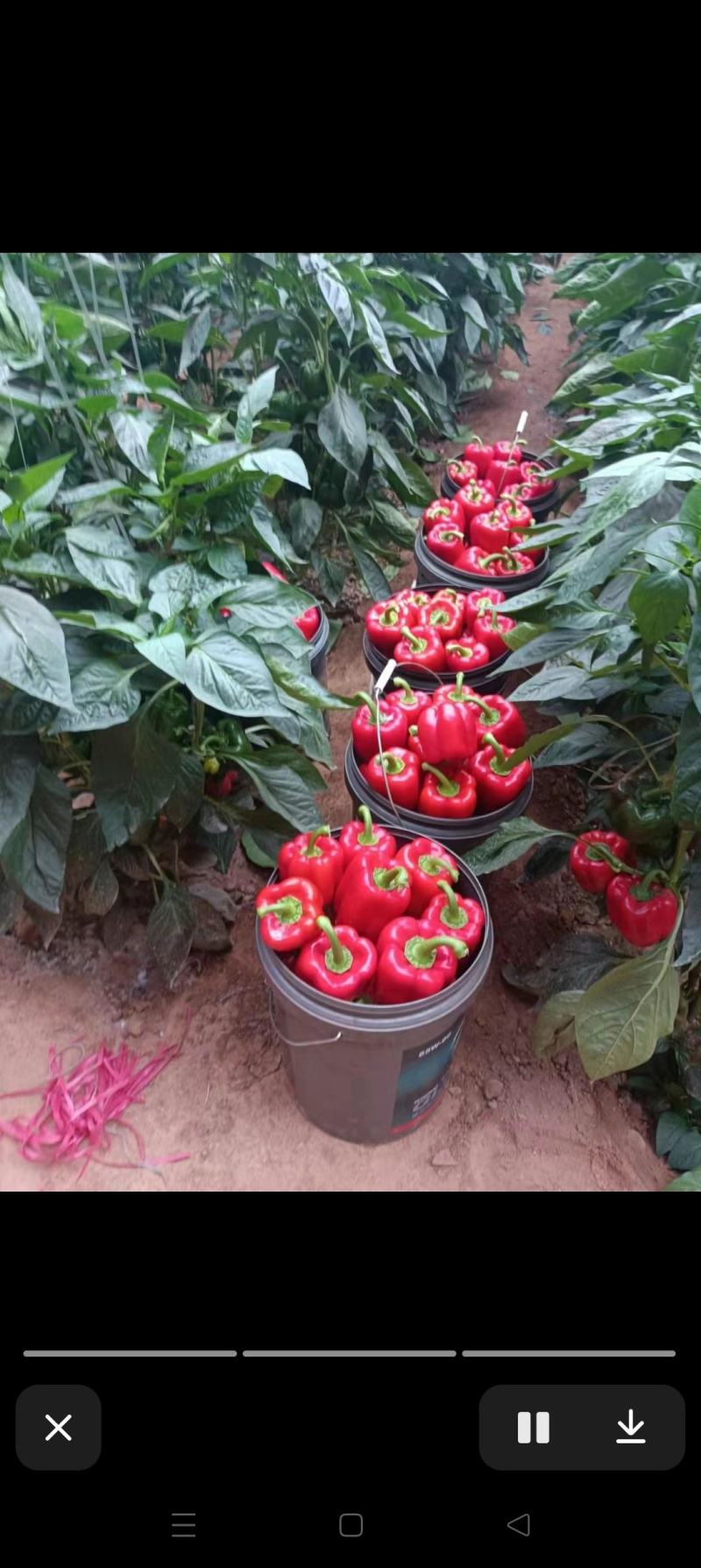 菜椒