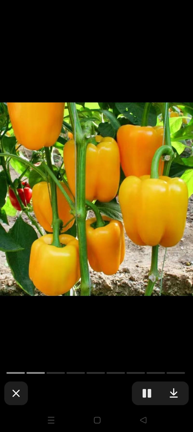 菜椒