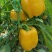 菜椒