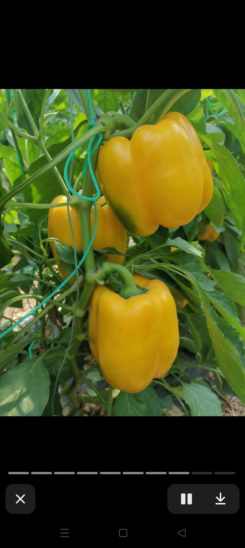 菜椒