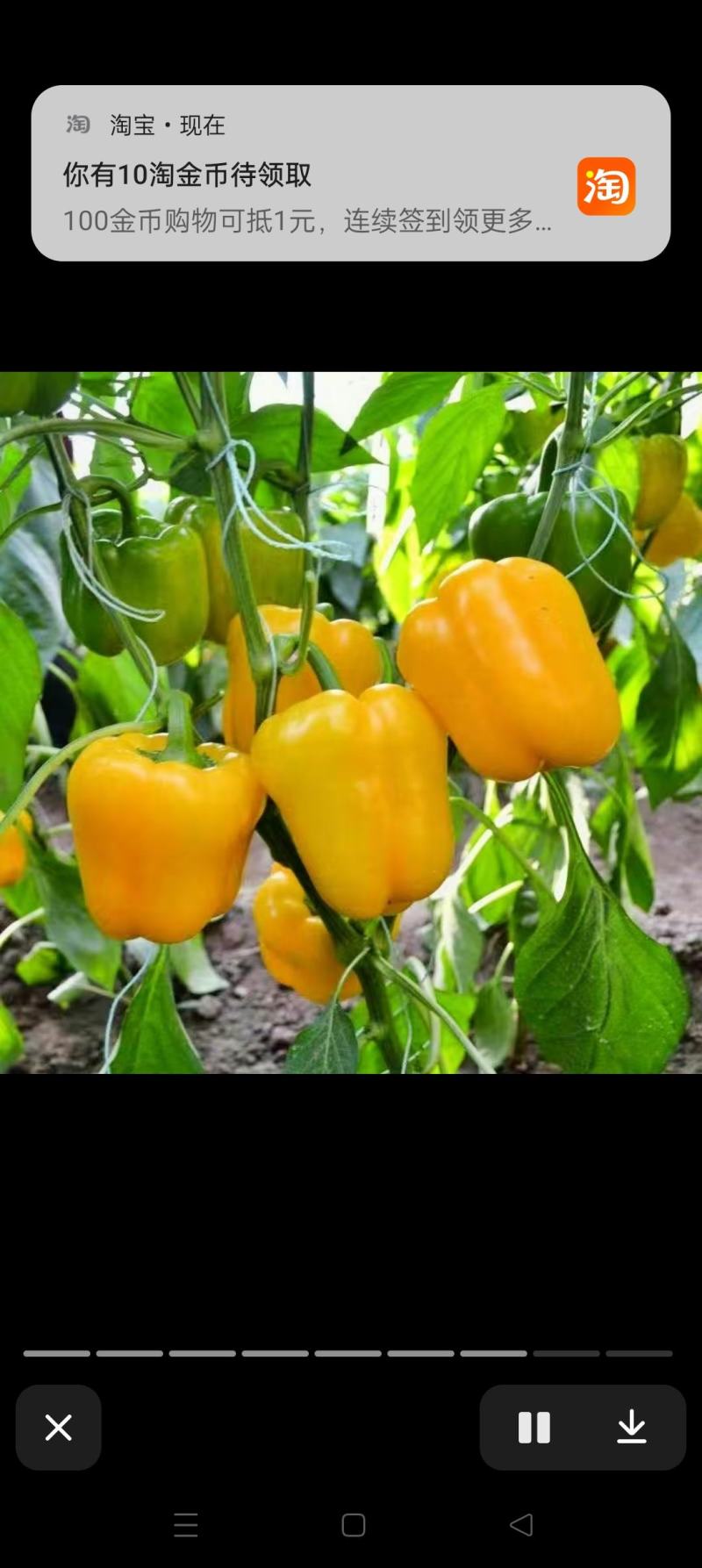 菜椒