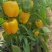 菜椒