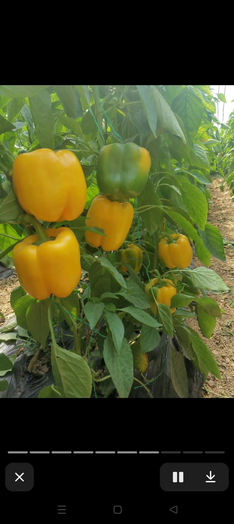 菜椒