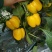 菜椒