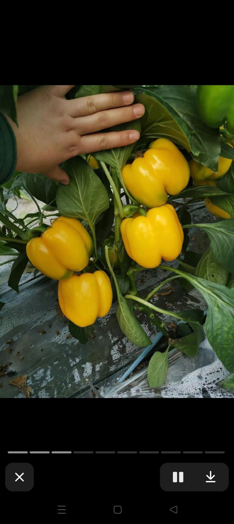 菜椒