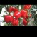菜椒