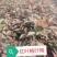红叶榆叶梅小苗