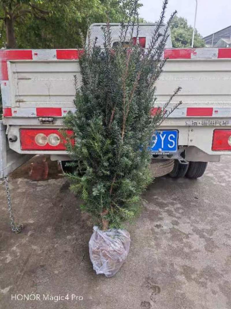 四川绵阳曼地亚红豆杉苗盆景苗货优量足欢迎电话联系！