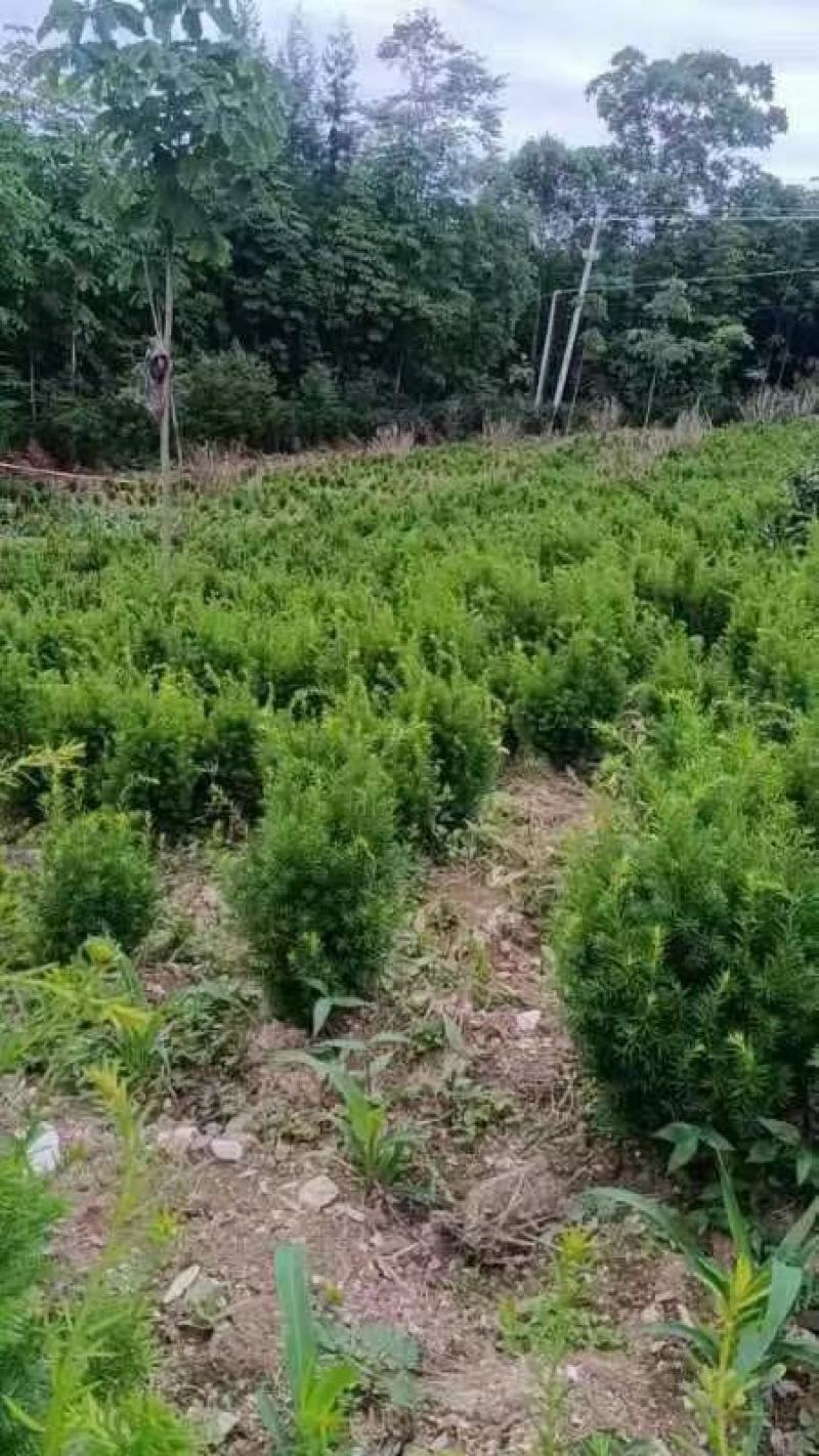 四川绵阳曼地亚红豆杉苗盆景苗货优量足欢迎电话联系！