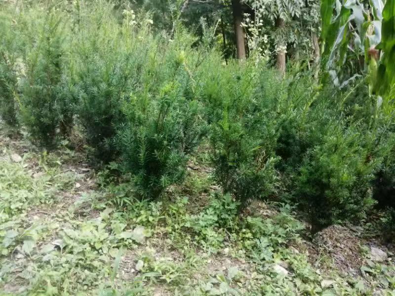 四川绵阳曼地亚红豆杉苗盆景苗货优量足欢迎电话联系！