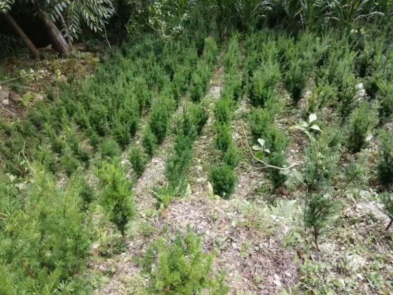 四川绵阳曼地亚红豆杉苗盆景苗货优量足欢迎电话联系！