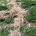正宗曼地亚红豆杉苗两年优质扦插苗基地直发一手货源质量保障