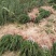 正宗曼地亚红豆杉苗两年优质扦插苗基地直发一手货源质量保障