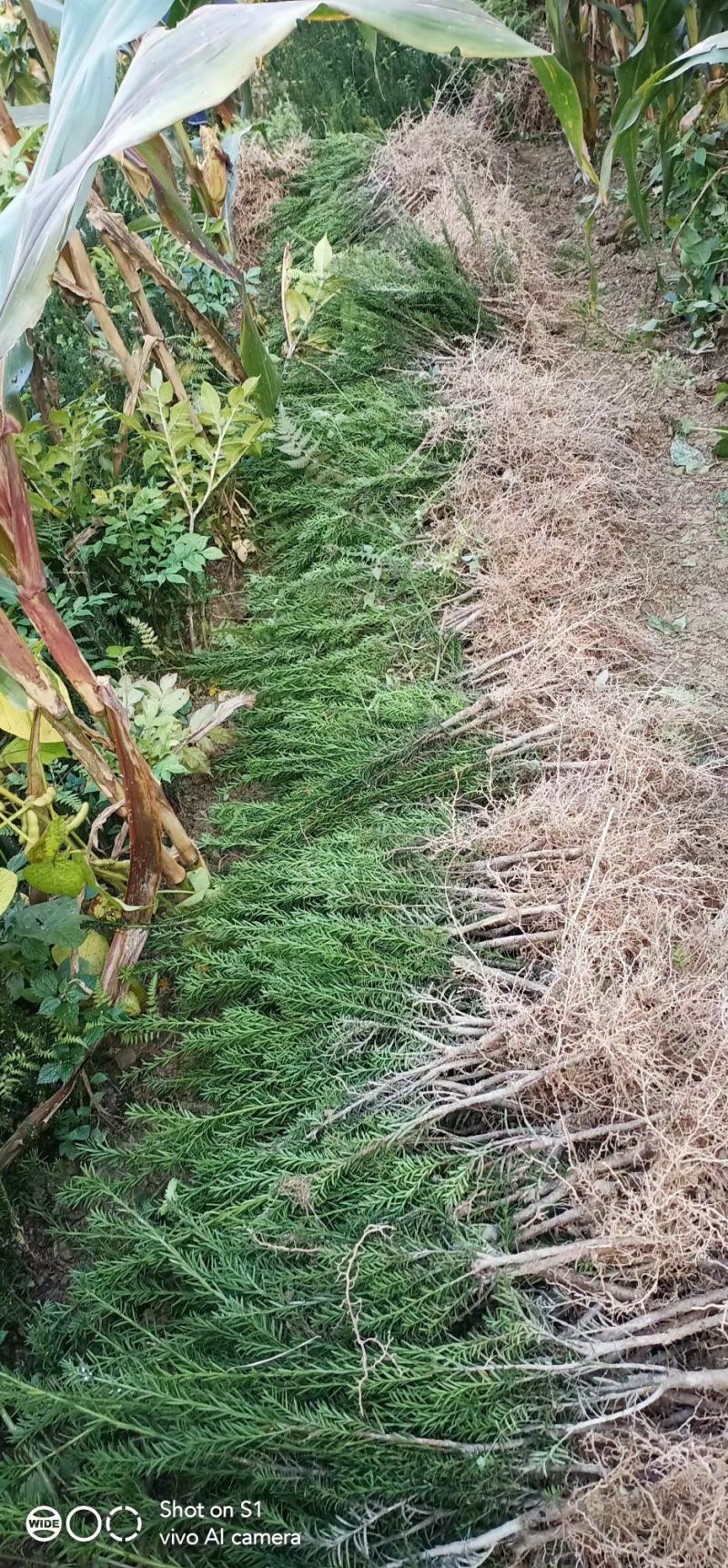 正宗曼地亚红豆杉苗两年优质扦插苗基地直发一手货源质量保障
