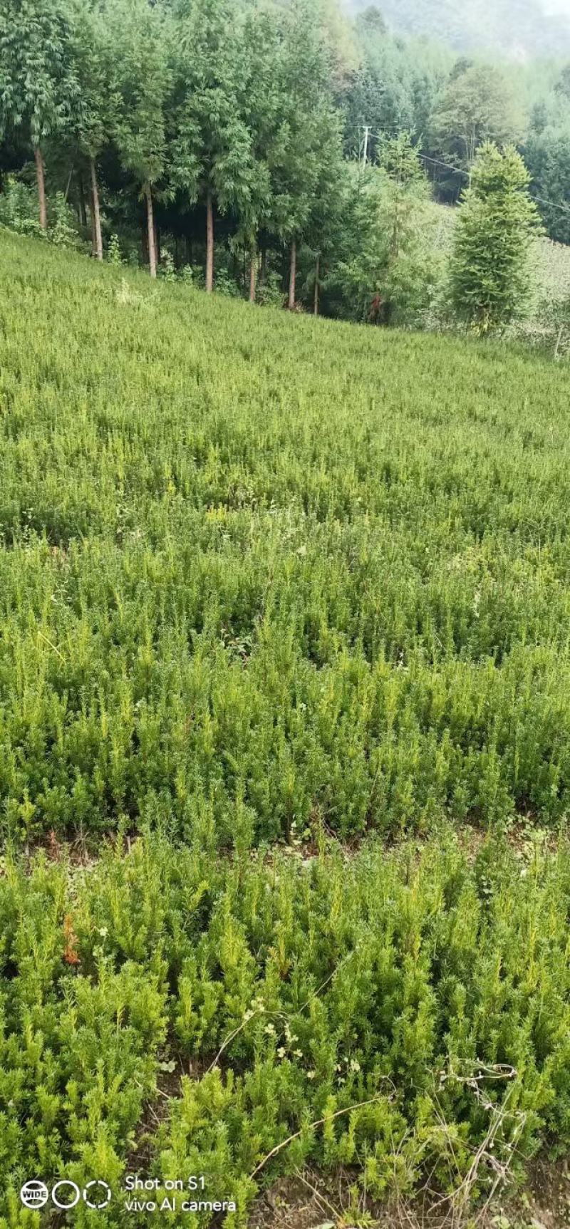 正宗曼地亚红豆杉苗两年优质扦插苗基地直发一手货源质量保障