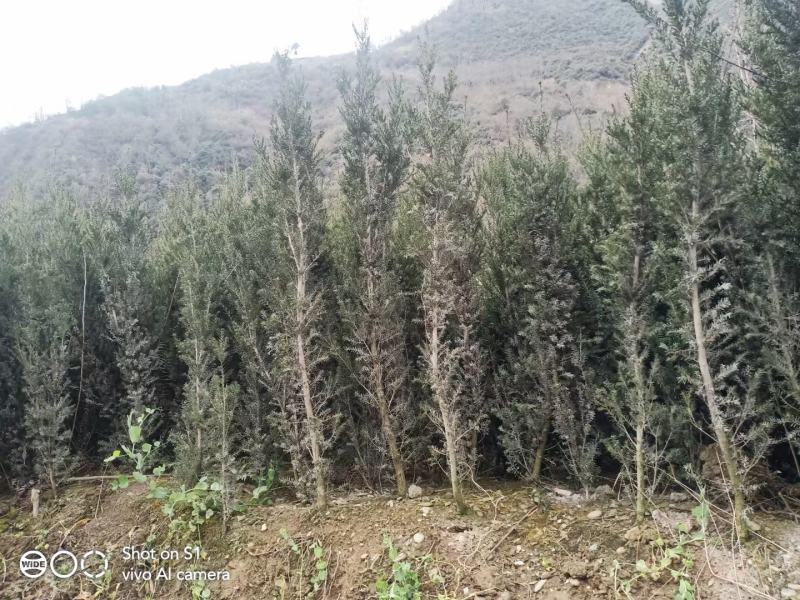四川绵阳红豆杉苗曼地亚红豆杉移栽苗(占地苗)欢迎洽谈选购