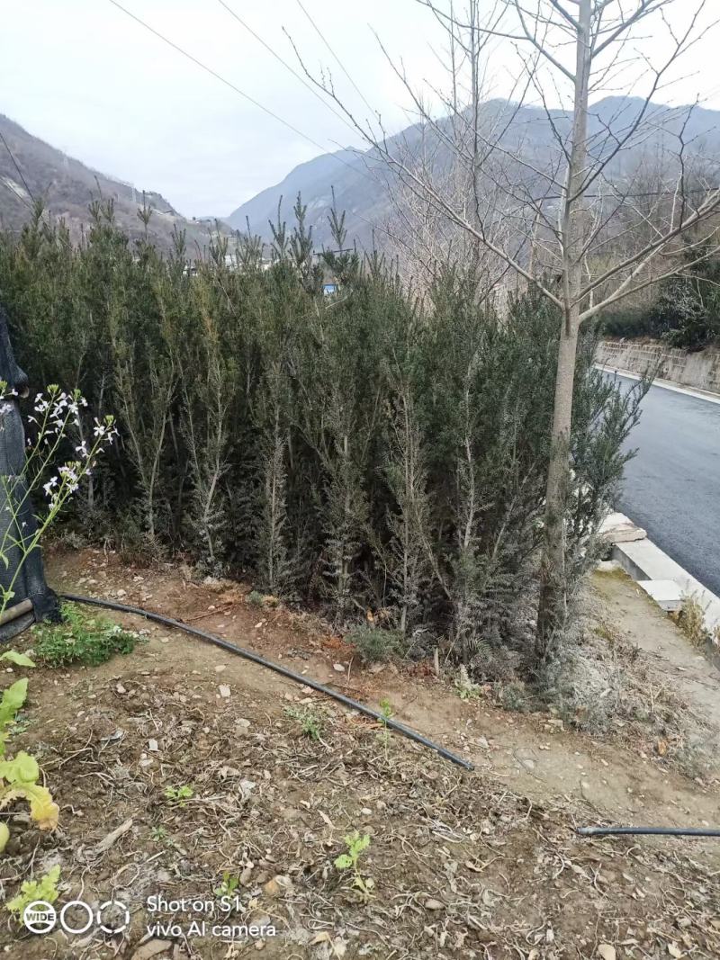 四川绵阳红豆杉苗曼地亚红豆杉移栽苗(占地苗)欢迎洽谈选购
