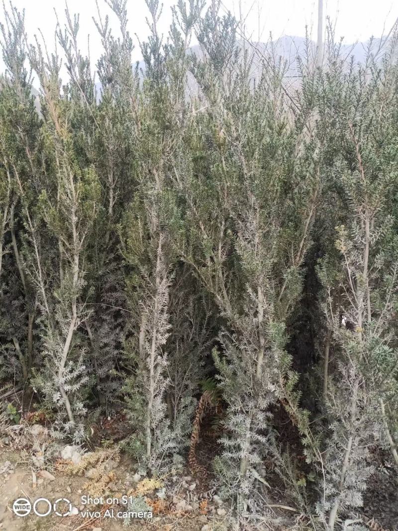 四川绵阳红豆杉苗曼地亚红豆杉移栽苗(占地苗)欢迎洽谈选购