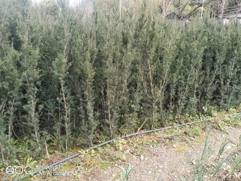四川绵阳红豆杉苗曼地亚红豆杉移栽苗(占地苗)欢迎洽谈选购