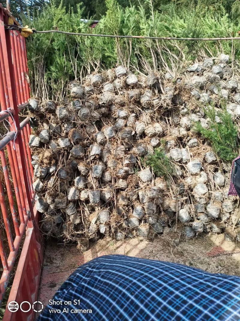 红豆杉，曼地亚红豆杉苗，营养杯苗正在销售中！