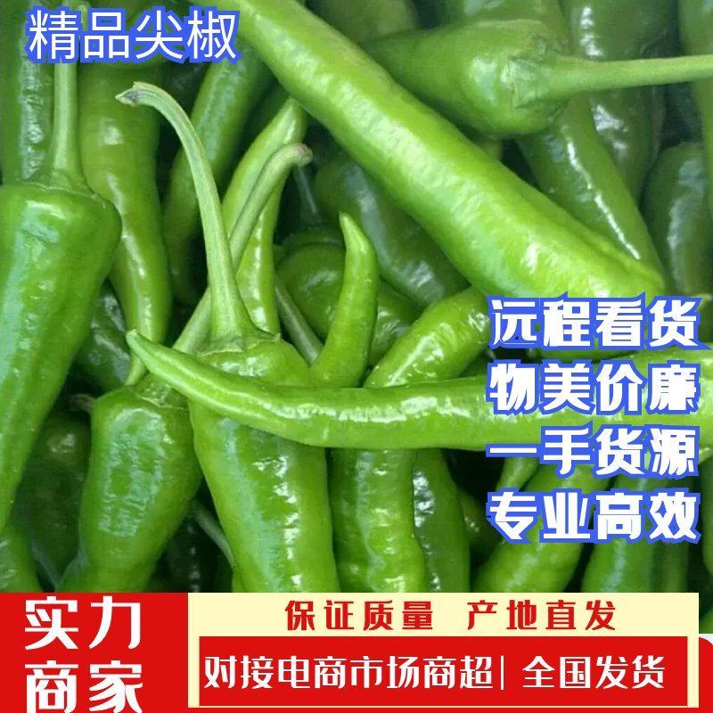 精品尖椒鲜辣椒一手货源实力供应质量保证量大从优