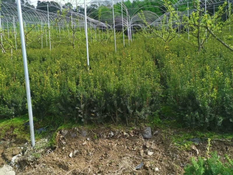 红豆杉，曼地亚红豆杉苗，营养杯苗正在销售中！