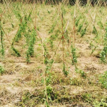 百部除草剂百部根苗后除草剂除禾阔尖叶圆叶草百部种植除杂草