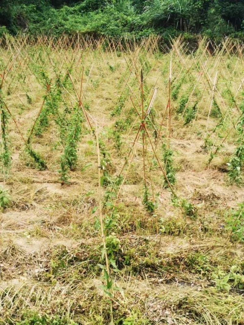 百部除草剂百部根苗后除草剂除禾阔尖叶圆叶草百部种植除杂草