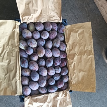 陕西大荔库存法兰西梅货源充足，欢迎新老客户抢购合作共赢！