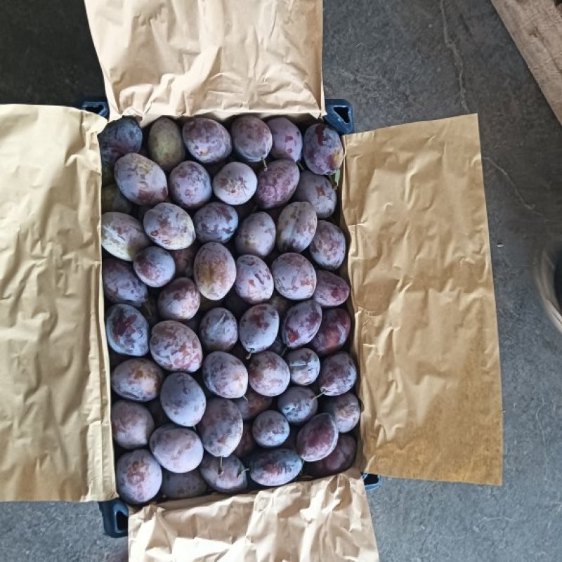 陕西大荔库存法兰西梅货源充足，欢迎新老客户抢购合作共赢！