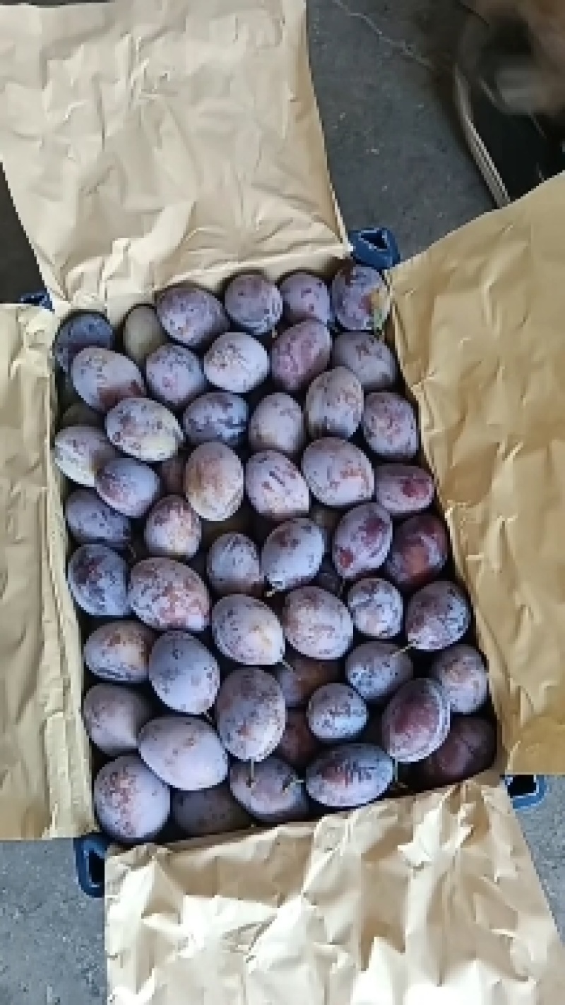 陕西大荔库存法兰西梅货源充足，欢迎新老客户抢购合作共赢！