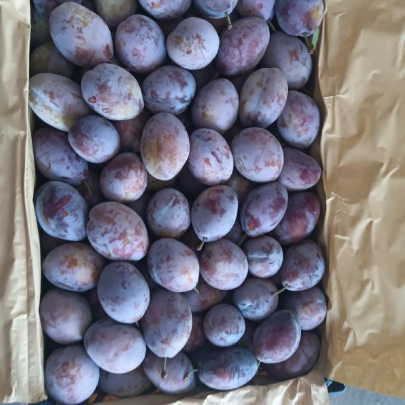 陕西大荔库存法兰西梅货源充足，欢迎新老客户抢购合作共赢！