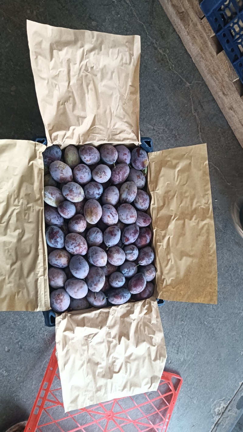 陕西大荔库存法兰西梅货源充足，欢迎新老客户抢购合作共赢！