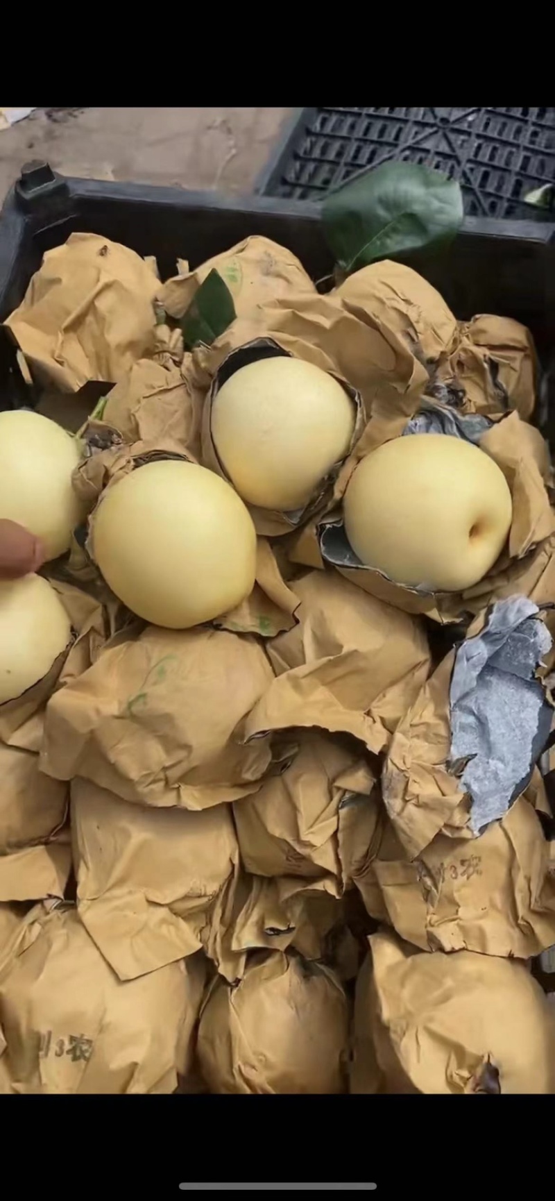 原装袋皇冠梨🍐几毛钱一斤，大量上市，货源充足！
