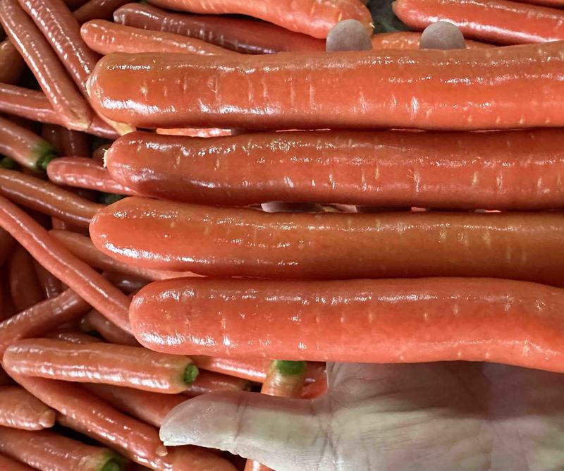 原产地大荔萝卜大量有货发全国品质好一条龙服务欢迎批发