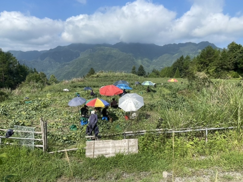 精品高山毛豆，自家种植，年产200亩，已经开始采摘。