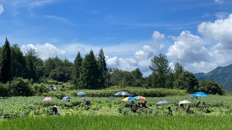 精品高山毛豆，自家种植，年产200亩，已经开始采摘。