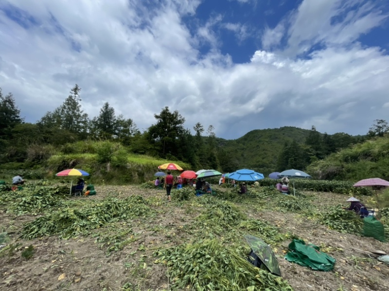 精品高山毛豆，自家种植，年产200亩，已经开始采摘。