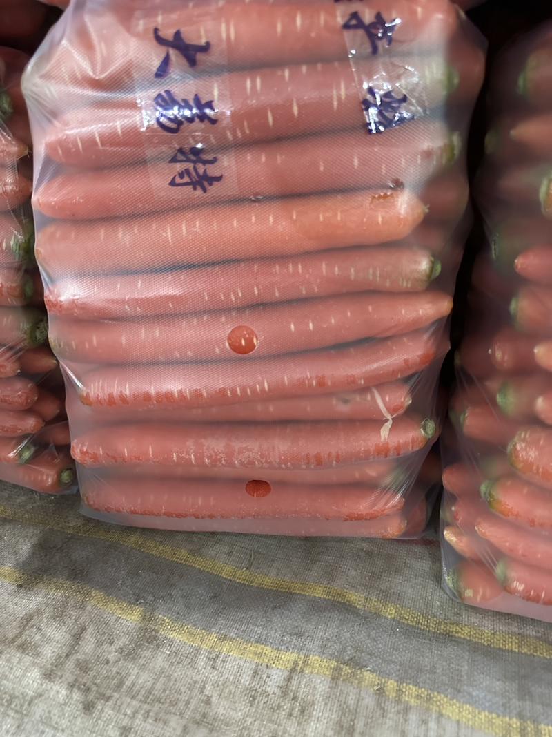 原产地大荔萝卜大量有货发全国品质好一条龙服务欢迎批发