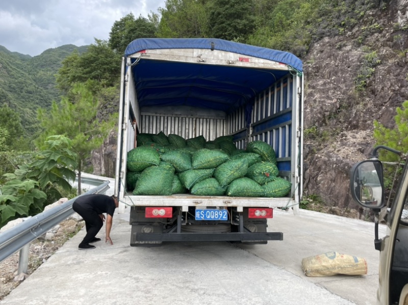 精品高山毛豆，自家种植，年产200亩，已经开始采摘。