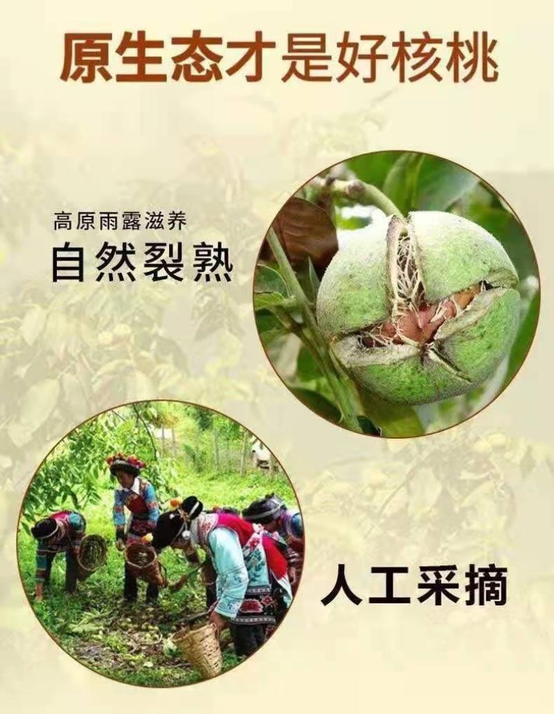 新疆薄皮33精品大果，电商专用新疆薄皮核桃