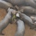 黑猪毛猪河北活猪货源稳定充足价格优惠欢迎电联采购